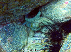 Octopus captured off the Pacific Coast of Costa Rica, sec... by Kayla Ferguson 